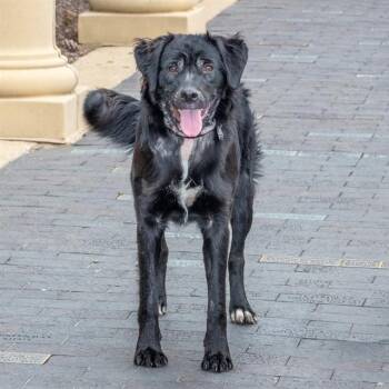 Newfoundland Dog Dogs Available for Adoption in St. Louis, Missouri - LENNY | PetCurious