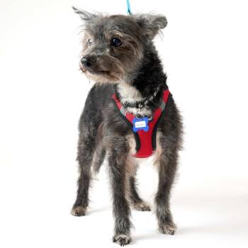 Hampton 14128 -  Terrier Dog for Adoption in San Francisco, California - Hampton 14128 | PetCurious