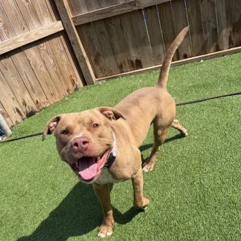 Chris -  Mixed Breed Dog for Adoption in Savannah, Georgia - Chris | PetCurious