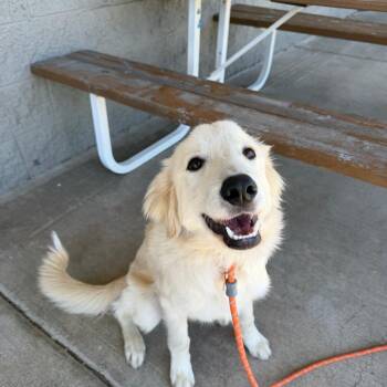 Cricket -  Great Pyrenees and Mixed Breed Dog for Adoption in Bend, Oregon - Cricket | PetCurious