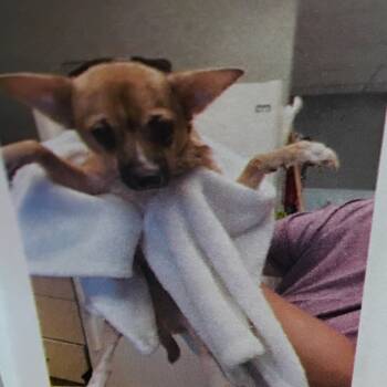 Rescue Chihuahua Dogs for Adoption in Baton Rouge, Louisiana - Hoard 1 | PetCurious