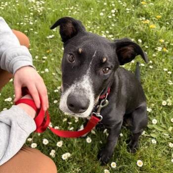 Labrador Retriever and Pit Bull Terrier Dogs Available for Adoption in Friendswood, Texas - Hank Home Grown Heart | PetCurious