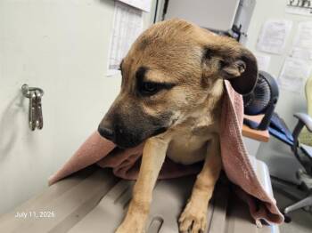 PULISIC* -  Belgian Shepherd Malinois and Catahoula Leopard Dog Dog for Adoption in Santa Cruz, California - PULISIC* | PetCurious