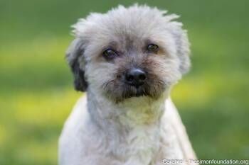 Rescue Poodle Dogs for Adoption in Bloomfield, Connecticut - Teddy | PetCurious