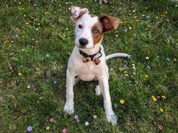 Shelly -  Collie and Australian Shepherd Dog for Adoption in Sebastian, Florida - Shelly | PetCurious