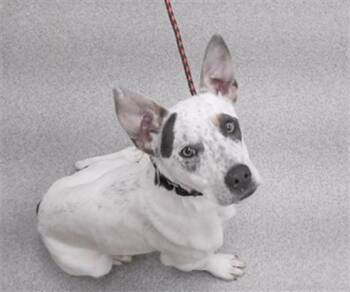 Australian Cattle Dog Blue Heeler and Mixed Breed Dogs Available for Adoption in Omaha, Nebraska - NIBLET | PetCurious