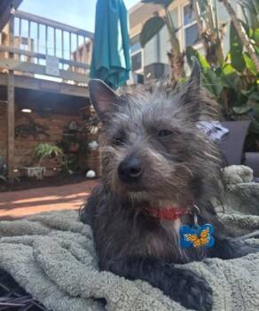 Cairn Terrier Dogs Available for Adoption in Palm Harbor, Florida - Dodie | PetCurious