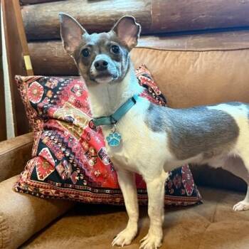Buckly your Best Buddy -  Chihuahua and Rat Terrier Dog for Adoption in Friendswood, Texas - Buckly Your Best Buddy | PetCurious