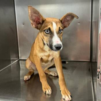 Jolie -  Mixed Breed Dog for Adoption in Saint Joseph, Missouri - Jolie | PetCurious