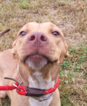 Pen 131 Boa -  Pit Bull Terrier Dog for Adoption in Lawrenceville, Georgia - Pen 131 Boa | PetCurious