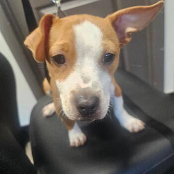 Liberty -  Hound and Mixed Breed Dog for Adoption in Tampa, Florida - Liberty | PetCurious