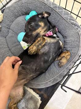 Lizzie -  Dachshund Dog for Adoption in Lakeland, Florida - Lizzie | PetCurious