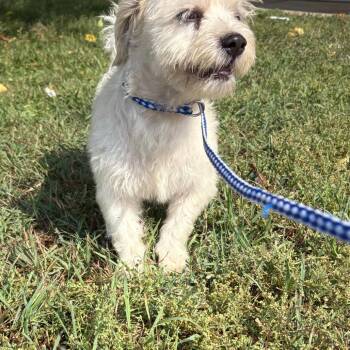 Maltese Dogs Available for Adoption - Rory | PetCurious