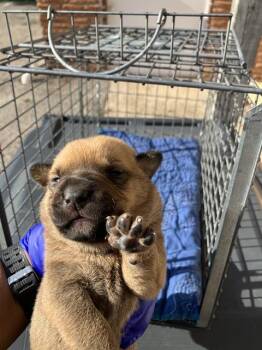 Mixed Breed Dogs Available for Adoption in Dallas, Texas - BOW | PetCurious