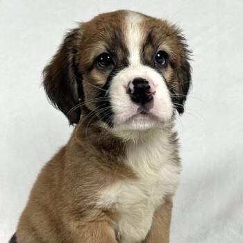 Endive -  Bernese Mountain Dog and Saint Bernard Dog for Adoption in Johnson City, Tennessee - Endive | PetCurious