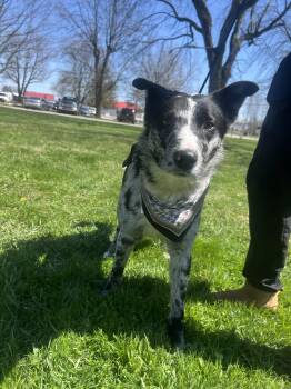 Australian Cattle Dog Blue Heeler Dogs Available for Adoption - Rigby | PetCurious
