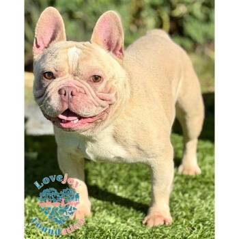 Rescue French Bulldog Dogs for Adoption in Inglewood, California - Cosmo COH | PetCurious