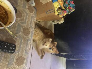 Pom Pom -  Pomeranian Dog for Adoption in Moreno Valley, California - Pom Pom | PetCurious
