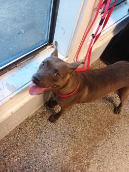 Rescue Pit Bull Terrier Dogs for Adoption in Mobile, Alabama - Skittles | PetCurious