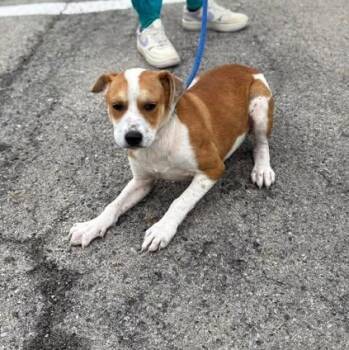 Hound Dogs Available for Adoption in Bardstown, Kentucky - Juliet | PetCurious