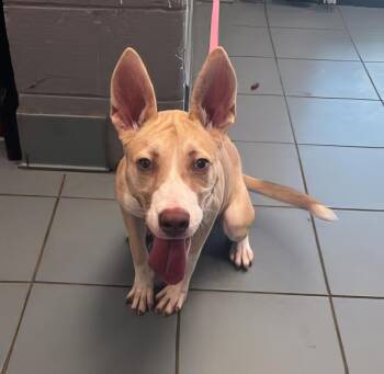 Rescue Mixed Breed Dogs for Adoption in Nashville, Tennessee - Turducken | PetCurious