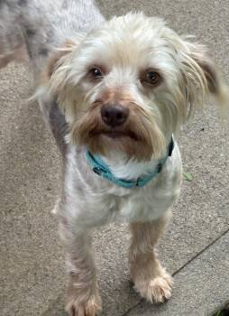Terrier Dogs Available for Adoption in Omaha, Nebraska - Tino | PetCurious