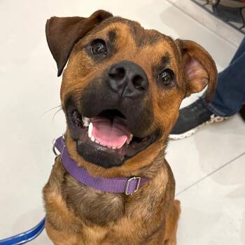 Boxer and Labrador Retriever Dogs Available for Adoption - Cartier | PetCurious