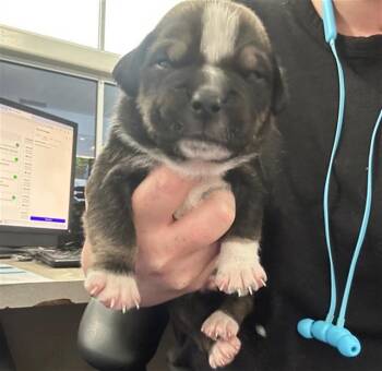 Mixed Breed Dogs Available for Adoption - RONAN | PetCurious