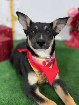 German Shepherd Dog and Belgian Shepherd Malinois Dogs Available for Adoption - Gaia | PetCurious