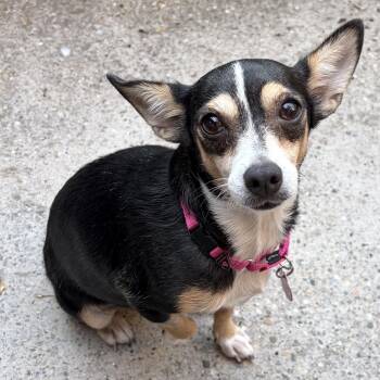 Callie -  Chihuahua Dog for Adoption - Callie | PetCurious