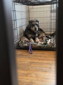 Sheep Dog Dogs Available for Adoption in Holly Springs, North Carolina - Big Bear | PetCurious