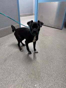 SINA -  Pug Dog for Adoption in Las Vegas, Nevada - SINA | PetCurious