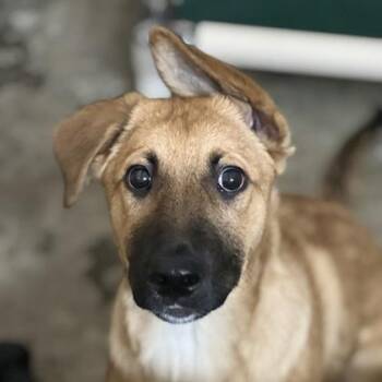 German Shepherd Dog and Retriever Dogs Available for Adoption - Cheerios  | PetCurious