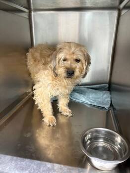 Sif -  Yorkshire Terrier Dog for Adoption in Fort Worth, Texas - Sif | PetCurious
