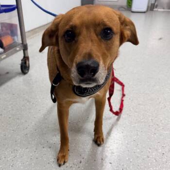 Peaches -  Mixed Breed Dog for Adoption in Indianapolis, Indiana - Peaches | PetCurious