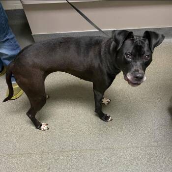 Rescue Black Labrador Retriever Dogs for Adoption in Cincinnati, Ohio - Bella | PetCurious