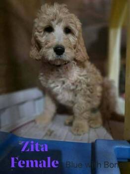 Zita -  Goldendoodle Dog Available for Adoption in Mauston, Wisconsin - Zita | PetCurious