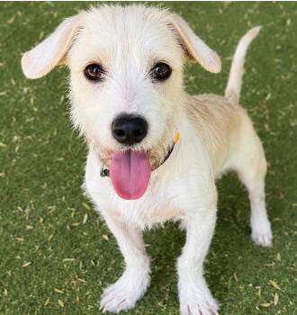 Mizani -  Dachshund and Wirehaired Terrier Dog for Adoption in Ramona, California - Mizani | PetCurious