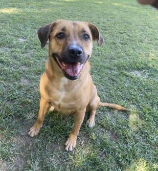 Rescue Labrador Retriever Dogs for Adoption in Little Rock, Arkansas - Maggie (TIANA) | PetCurious
