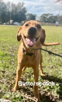 Butterscotch -  Flat Coated Retriever and Labrador Retriever Dog for Adoption in Saint Francisville, Louisiana - Butterscotch | PetCurious