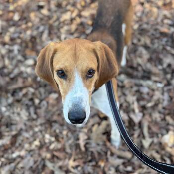 Ferrero -  American Foxhound Dog for Adoption in Troy, Virginia - Ferrero | PetCurious