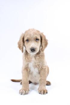 Poodle and Golden Retriever Dogs Available for Adoption in Morton Grove, Illinois - Cheese Curd | PetCurious