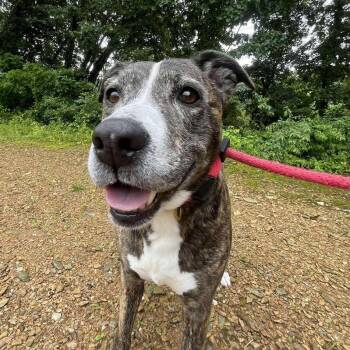 Pit Bull Terrier Dogs Available for Adoption - Perla | PetCurious