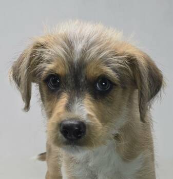Husky and Terrier Dogs Available for Adoption in Newport, Tennessee - Point | PetCurious