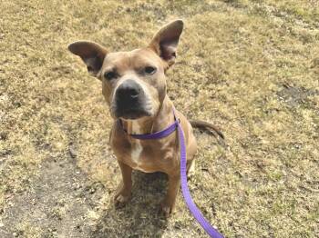 Dottie -  Pit Bull Terrier Dog for Adoption in Tom Bean, Texas - Dottie | PetCurious