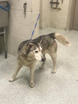 Siberian Husky and Mixed Breed Dogs Available for Adoption in Conroe, Texas - HENRIETTA | PetCurious