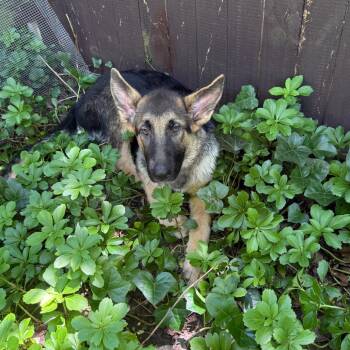 Layla -  German Shepherd Dog Dog for Adoption in Silver Spring, Maryland - Layla | PetCurious