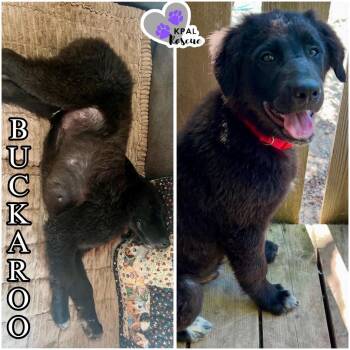 Buckaroo - Yeehaw Litter -  Mixed Breed Dog for Adoption in Kenai, Alaska - Buckaroo - Yeehaw Litter | PetCurious