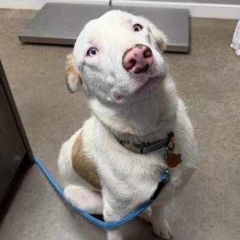 Australian Shepherd Dogs Available for Adoption in Midland, Texas - Gunnar | PetCurious