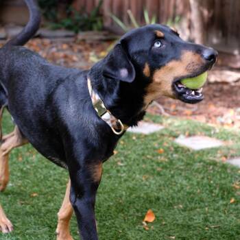 Poe -  Doberman Pinscher and Mixed Breed Dog for Adoption in San Francisco, California - Poe | PetCurious